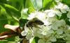 Andrena sp.